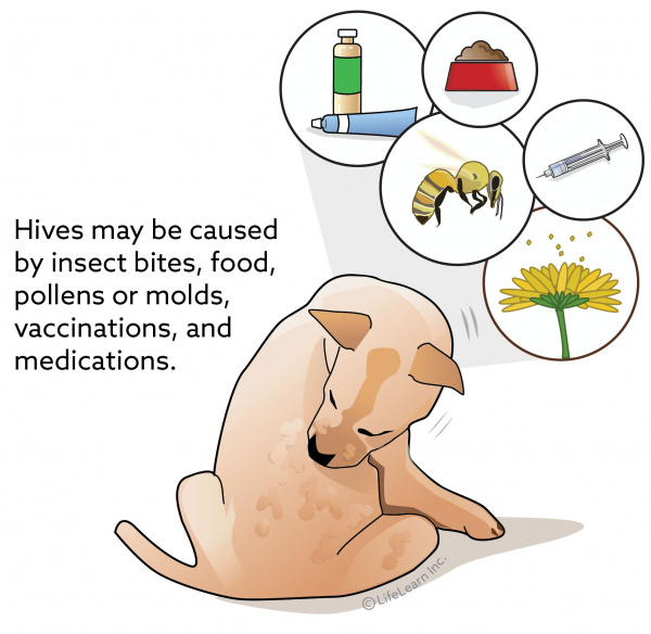 dog_hives_2018-01