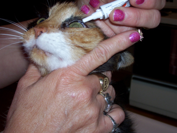 eye__corticosteroid_ophthalmic-1