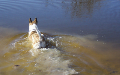 giardia_in_dogs giardia_in_dogs