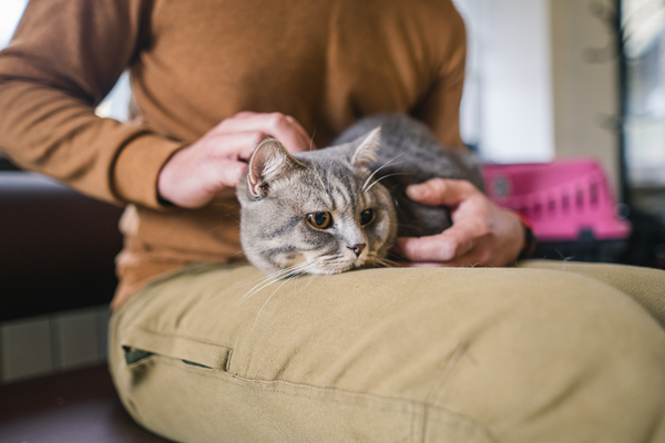 Cat in the veterinary office, sitting quietly on its owner's lap.