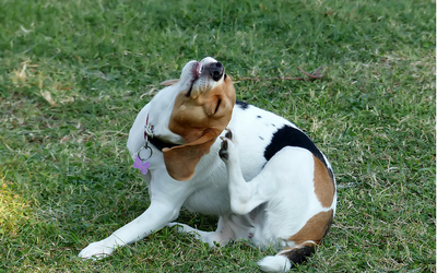 dog_scratching