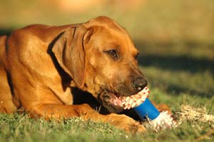 why-bones-are-not-safe-for-dogs