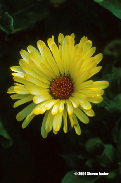 calendula-1 calendula-1