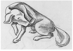 48-dog_language_3 48-dog_language_3