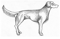 canine_communication_1 canine_communication_1