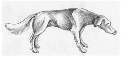 canine_communication_2 canine_communication_2