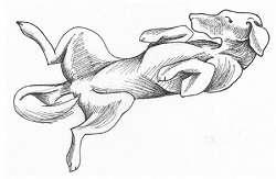 canine_communication_4 canine_communication_4
