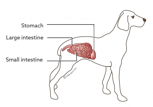 dog_intestine_stomach-1-01 dog_intestine_stomach-1-01