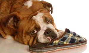 behaviorist-or-trainer