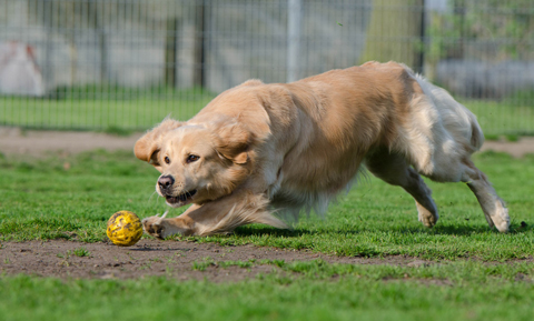 dog-behavior-normal