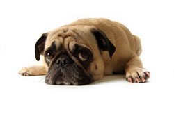behaviormodificationwhypunishmentshouldbeavoided1