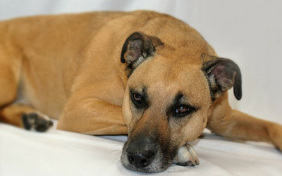 dog_in_pain dog_in_pain