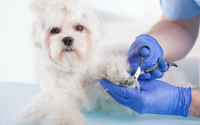 dog_nail_trim dog_nail_trim