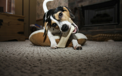 puppy_recommendations_4 puppy_recommendations_4