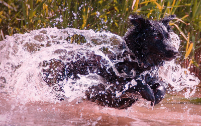 dog_in_water dog_in_water