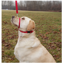 head_halter_5