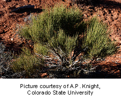 ephedra-1 ephedra-1