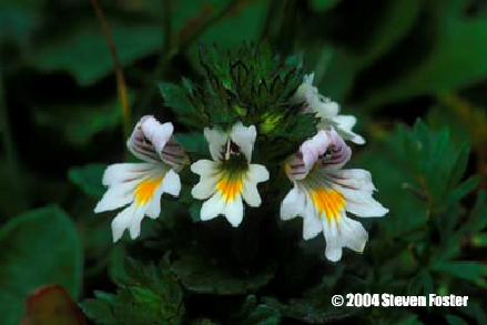 eyebright-1 eyebright-1