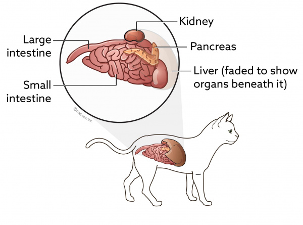 cat_loweranatomy_2017-01 cat_loweranatomy_2017-01