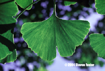 ginkgo-1 ginkgo-1