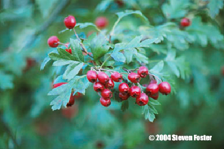 hawthorn-1 hawthorn-1