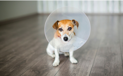dog_e_collar dog_e_collar
