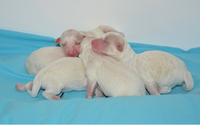 newborn_puppies newborn_puppies