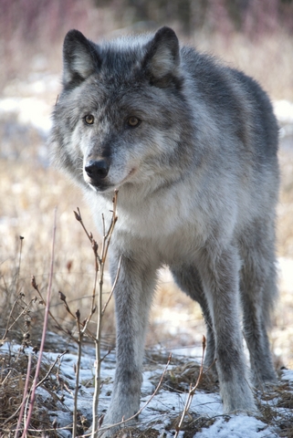 wolf wolf