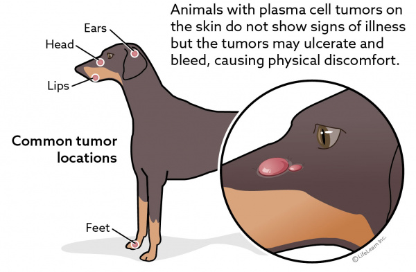 dog_plasmocytomas_2018-01