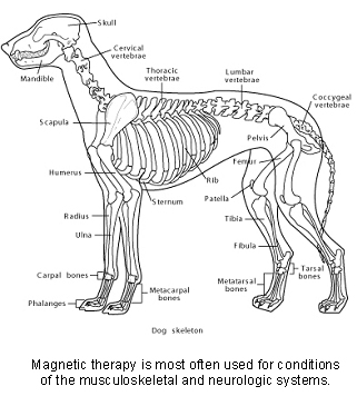veterinary_magnetic_therapy-3 veterinary_magnetic_therapy-3
