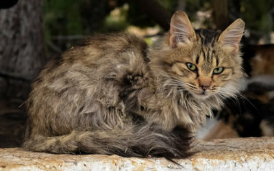 unkempt_cat