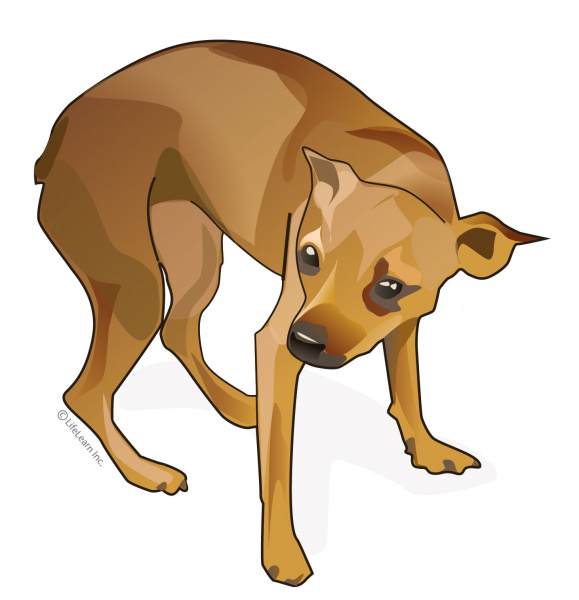 dog_pain_2017-01