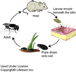 cuterebra_life_cycle