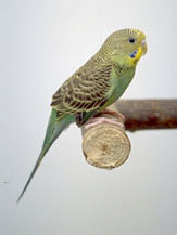 budgies-1 budgies-1