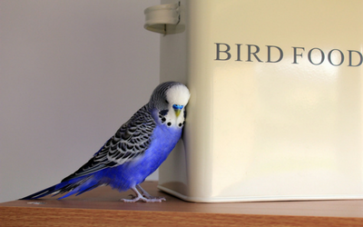 budgies_feeding