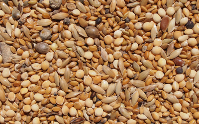 bird_seed bird_seed