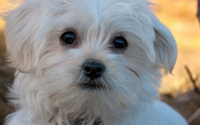 maltese_luxating_patella maltese_luxating_patella