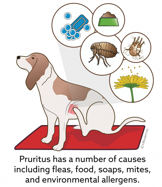 pruritus_dog_2018-01 pruritus_dog_2018-01