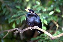 mynah_birds-feeding-1