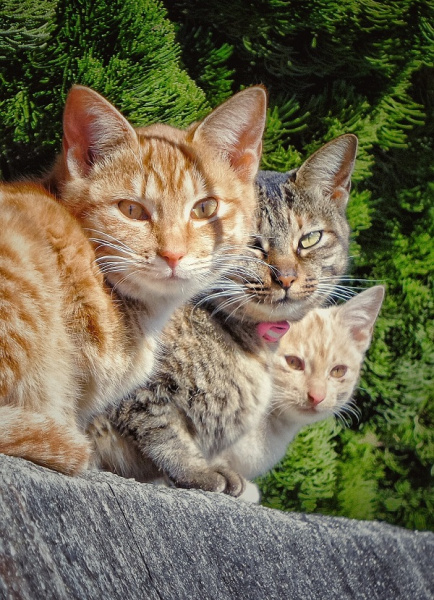 three cats in a row