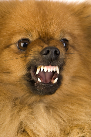 aggression_-_introduction_to_aggressive_behavior11