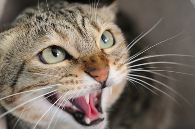 aggression_-_introduction_to_aggressive_behavior2 aggression_-_introduction_to_aggressive_behavior2