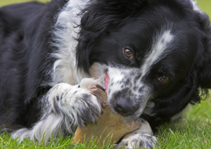 aggression_in_dogs__possessive_toy_guarding_1