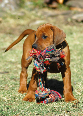 aggression_in_dogs__possessive_toy_guarding_2