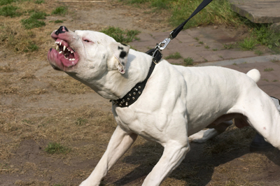aggression_in_dogs_-_territorial_2
