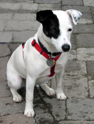 aggression_in_dogs_-_territorial_3