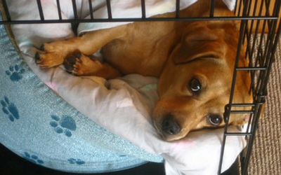 puppy_behavior_and_training_-_crate