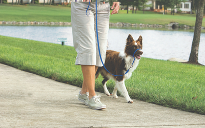 puppy_behavior_and_training_-_leash