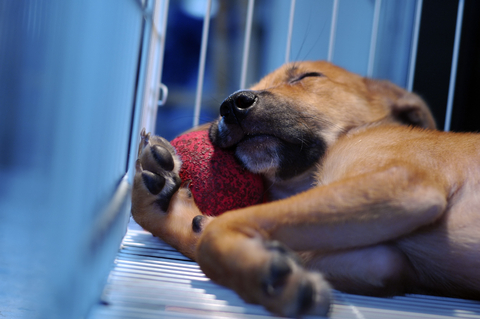 crate_training_in_dogs_tips_for_crate_training
