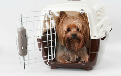 dog_in_travel_crate